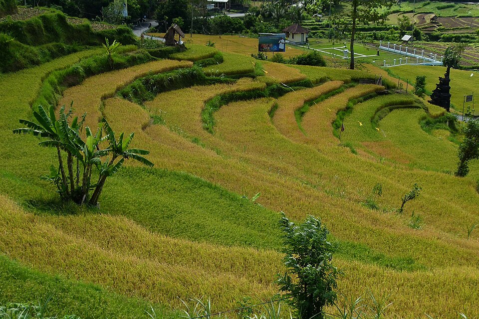 Bali, rice terraces 7 — Tegallalang, Indonesia