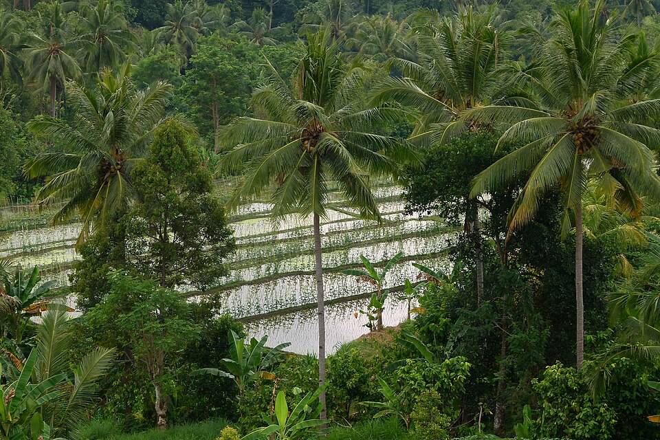 Bali, rice terraces 9 — Tegallalang, Indonesia