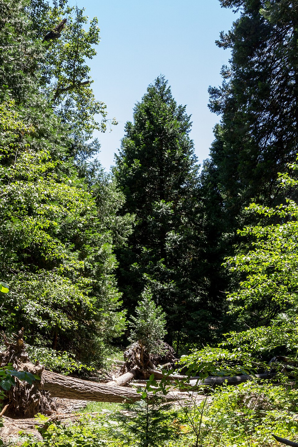Yosemite National Park (California, USA), Yosemite Valley -- 2012 -- 4667 — Yosemite, United States
