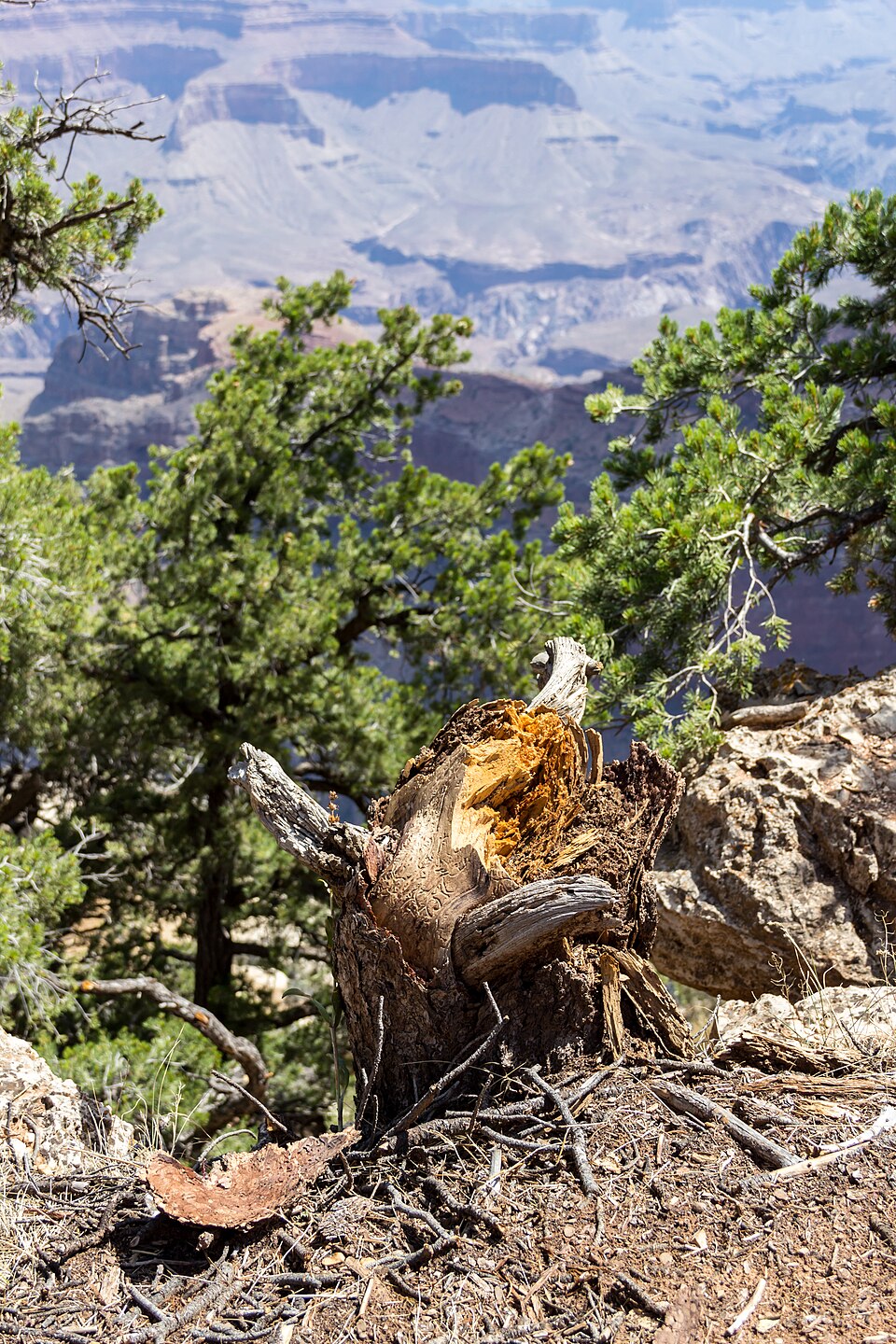Grand Canyon (Arizona, USA), South Rim nahe Tusayan -- 2012 -- 5898 — Grand Canyon, United States