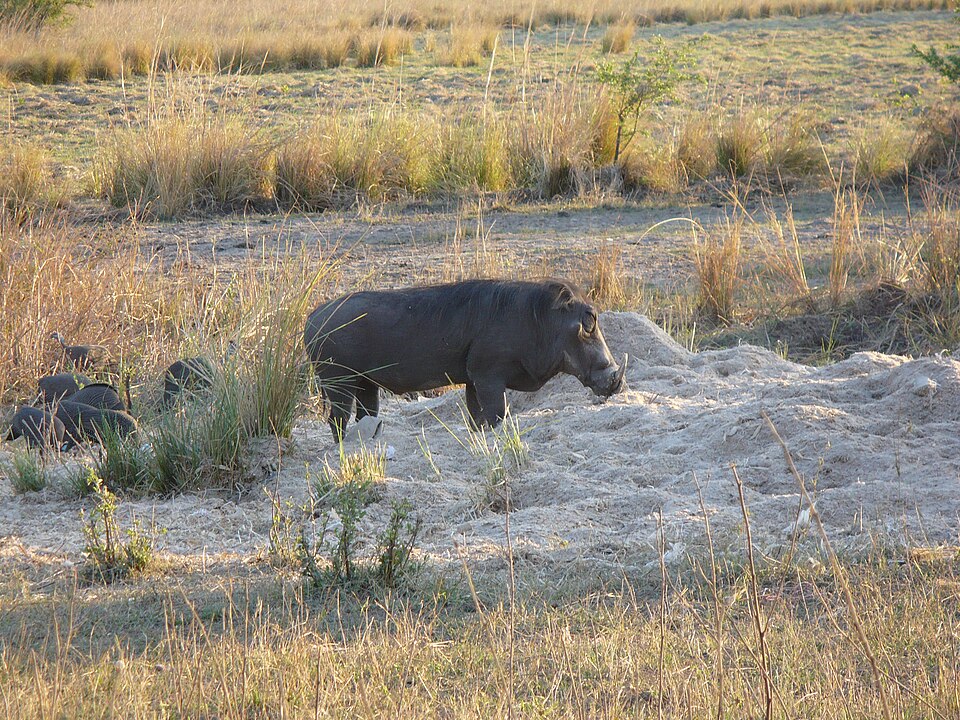 Phacochoerus africanus sundevallii - Mosi-oa-Tunya National Park, Zambia — Victoria Falls, Zambia