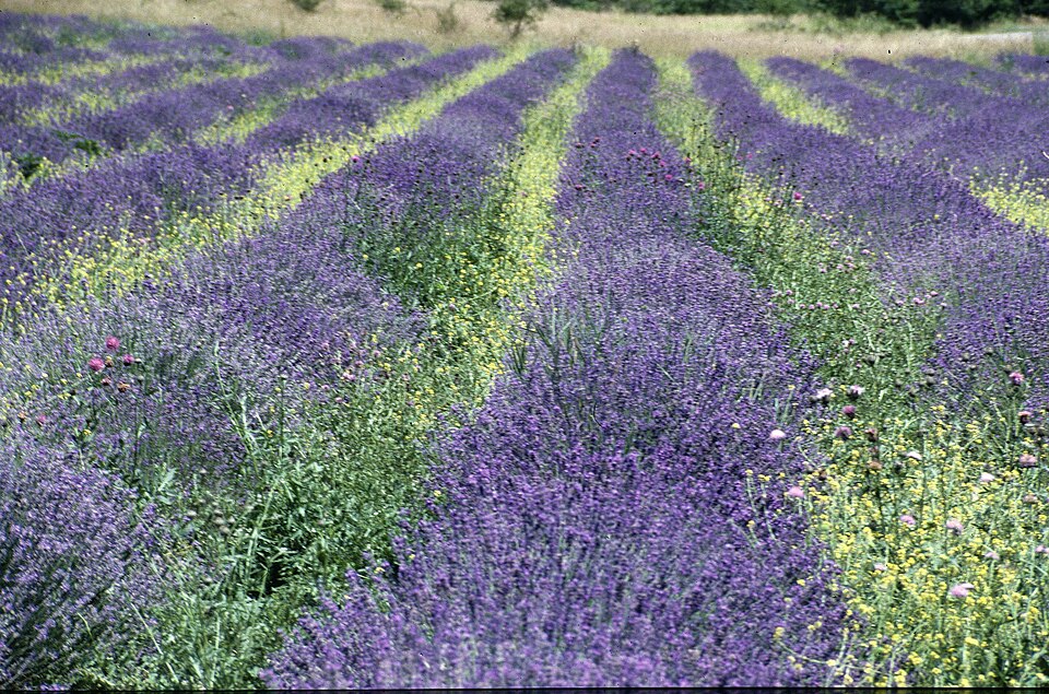 HteProvenceLavendelfeld2 — Valensole, France