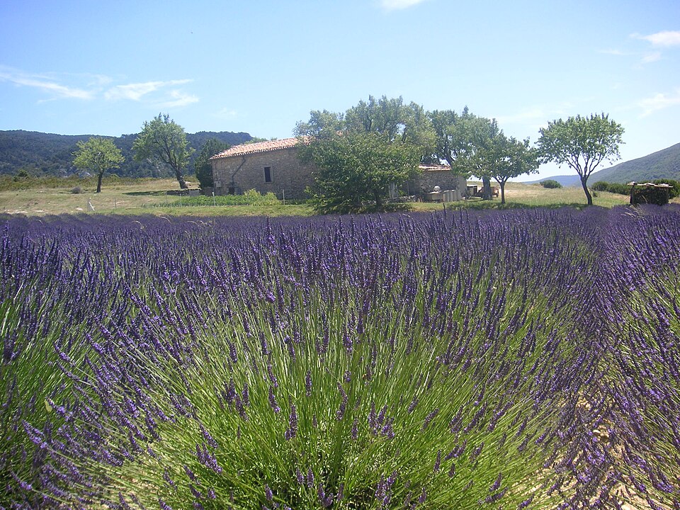 Lavender Field Provence France 021 — Valensole, France