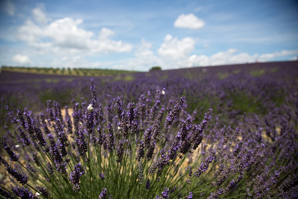 Lavender & snail shell outside Aix-en-Provence 2 — Valensole, France