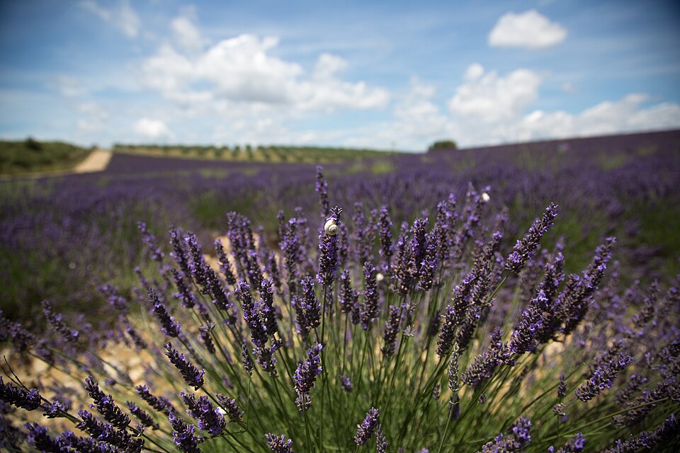 Lavender & snail shell outside Aix-en-Provence — Valensole, France