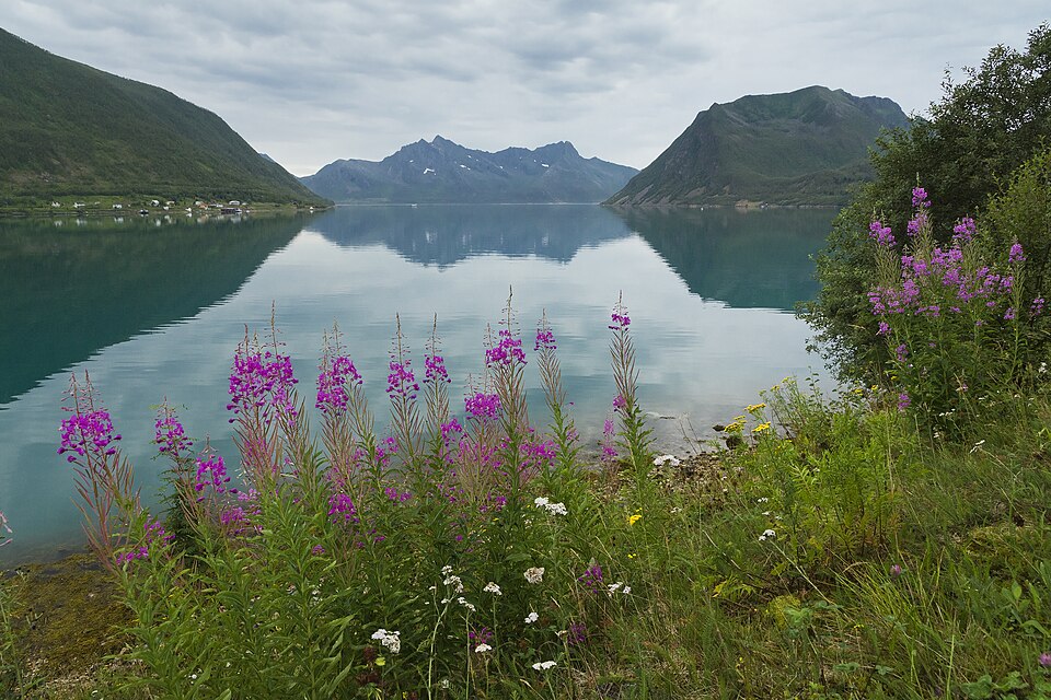 View to Sifjorden from Sifjord, Senja, Troms, Norway in 2014 August — Geirangerfjord, Norway