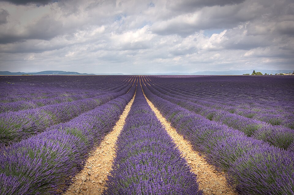 Lavender stripes somewhere between Valensole and Moustiers-Sainte-Marie - Provence, France — Valensole, France