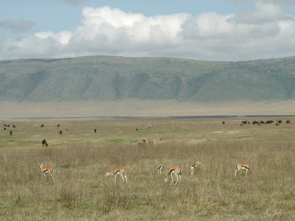Various wildlife, Ngorongoro Crater — Serengeti, Tanzania