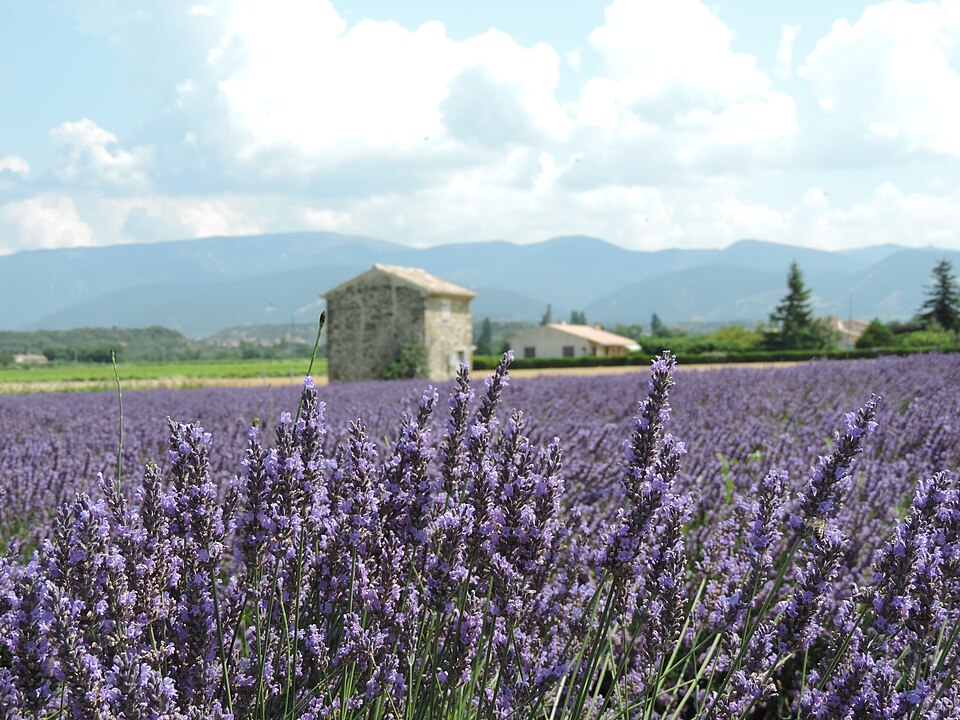 Provence France lavender — Valensole, France