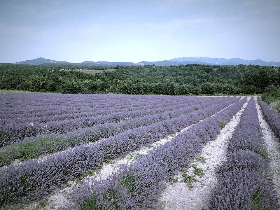 France Provence lavender fields — Valensole, France