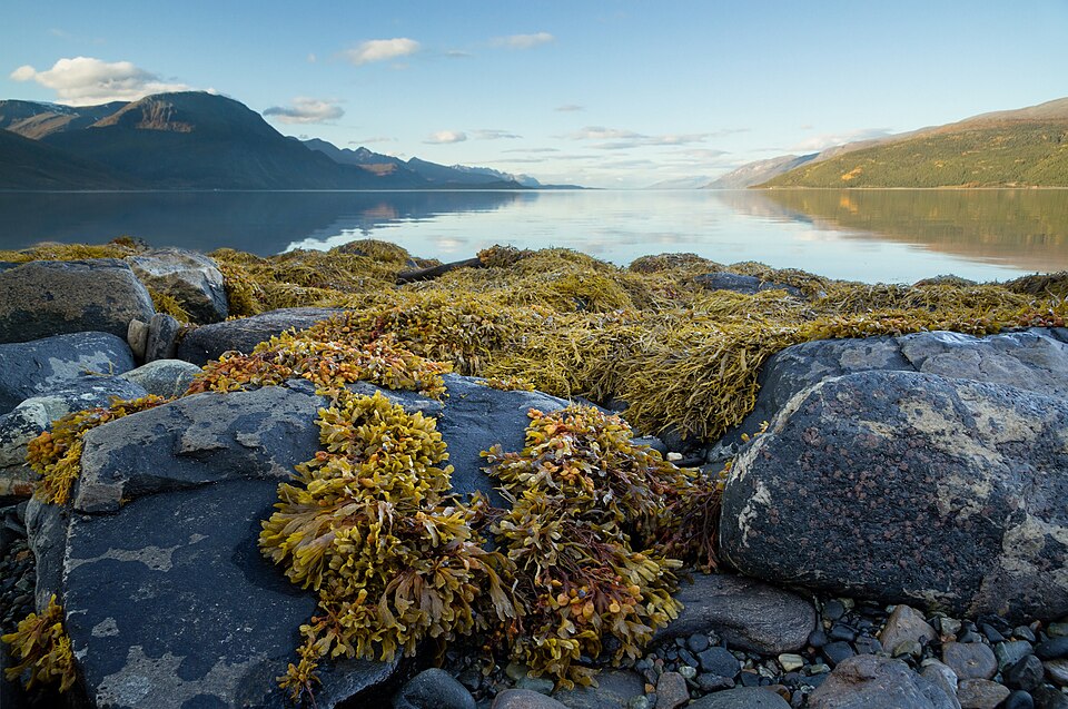 Fucus vesiculosus at Lyngen fjord, Troms, Norway, 2015 September — Geirangerfjord, Norway