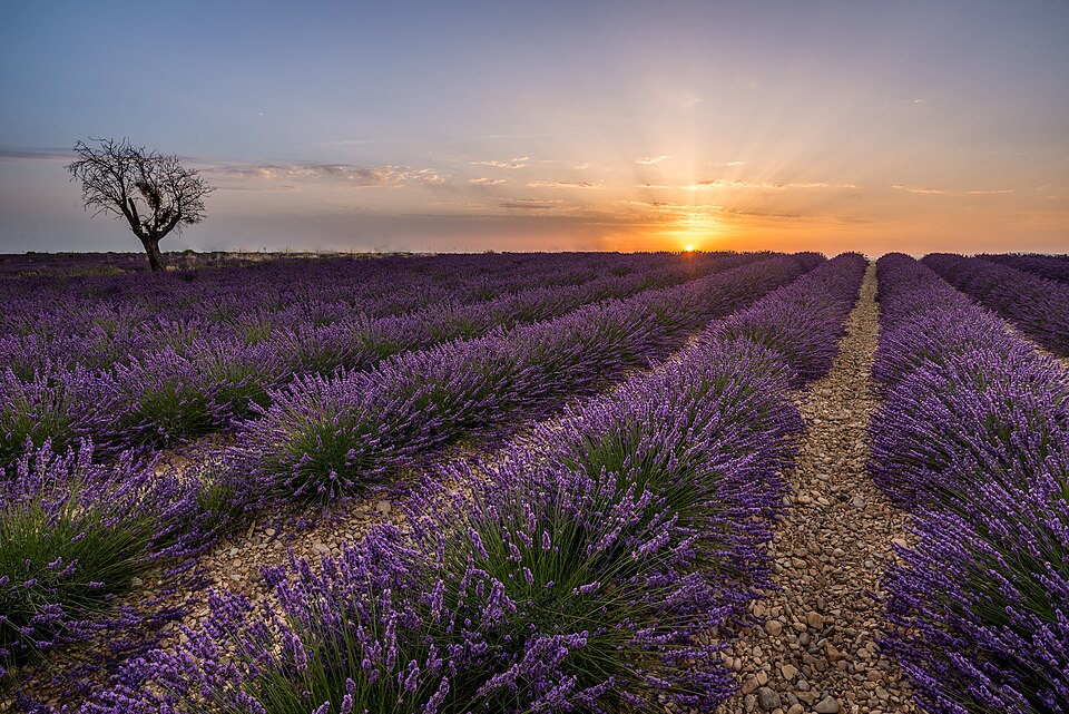 Lavender fileds in Valensole — Valensole, France