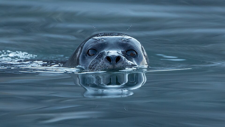 Harbor seal (Phoca vitulina) at Magdalen fjord, Svalbard (1) — Geirangerfjord, Norway