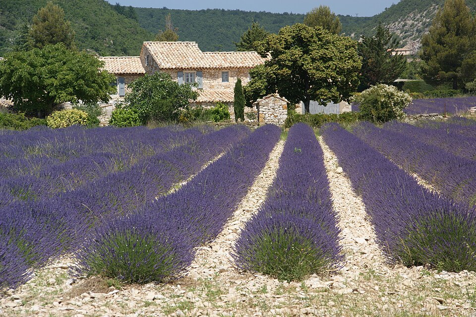 Lavendel in Südfrankreich - lavender fields (17997792473) — Valensole, France