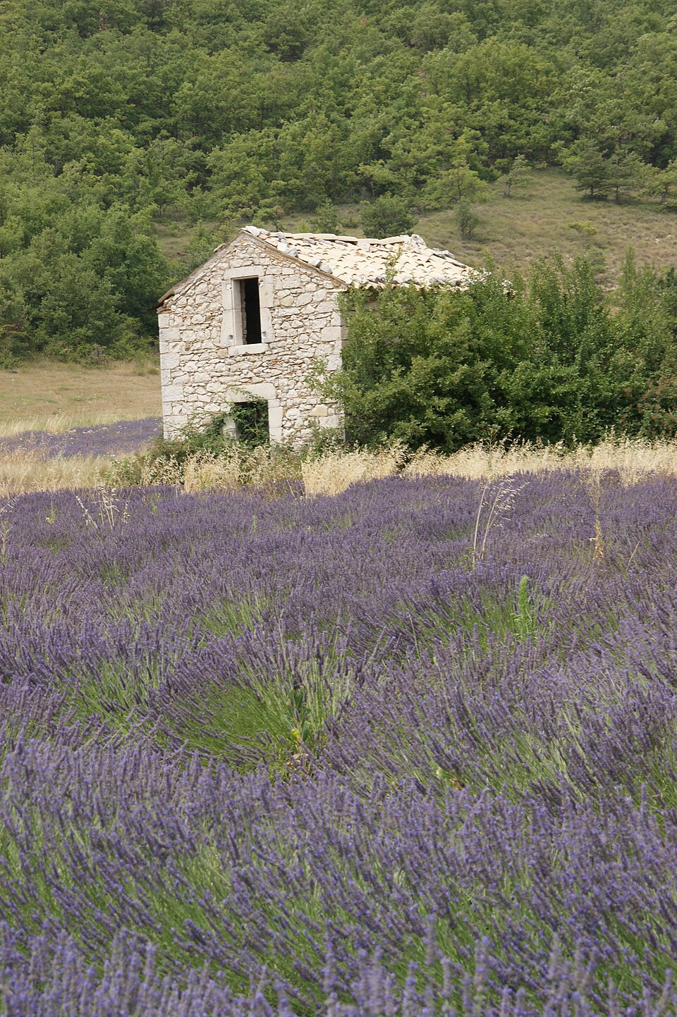 Lavendel in Südfrankreich - lavender fields (18430662068) — Valensole, France
