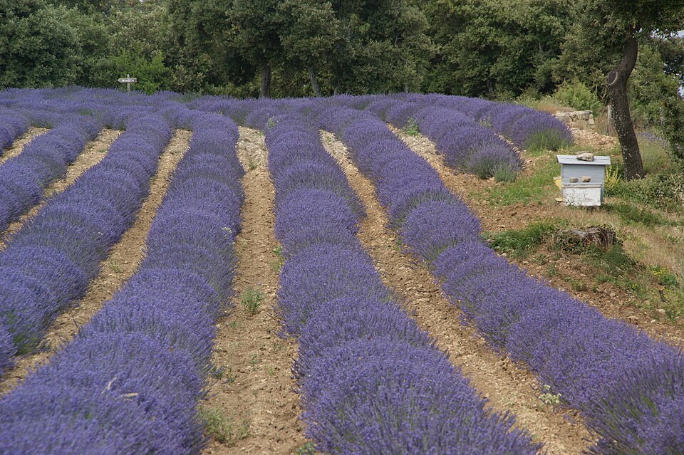 Lavendel in Südfrankreich - lavender fields (17997759143) — Valensole, France