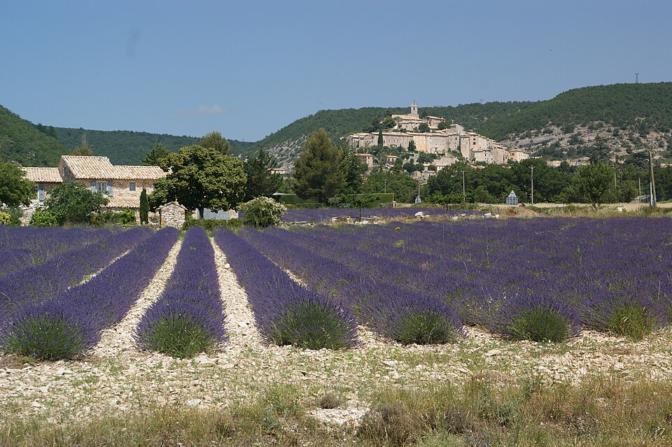 Lavendel in Südfrankreich - lavender fields (17995786644) — Valensole, France