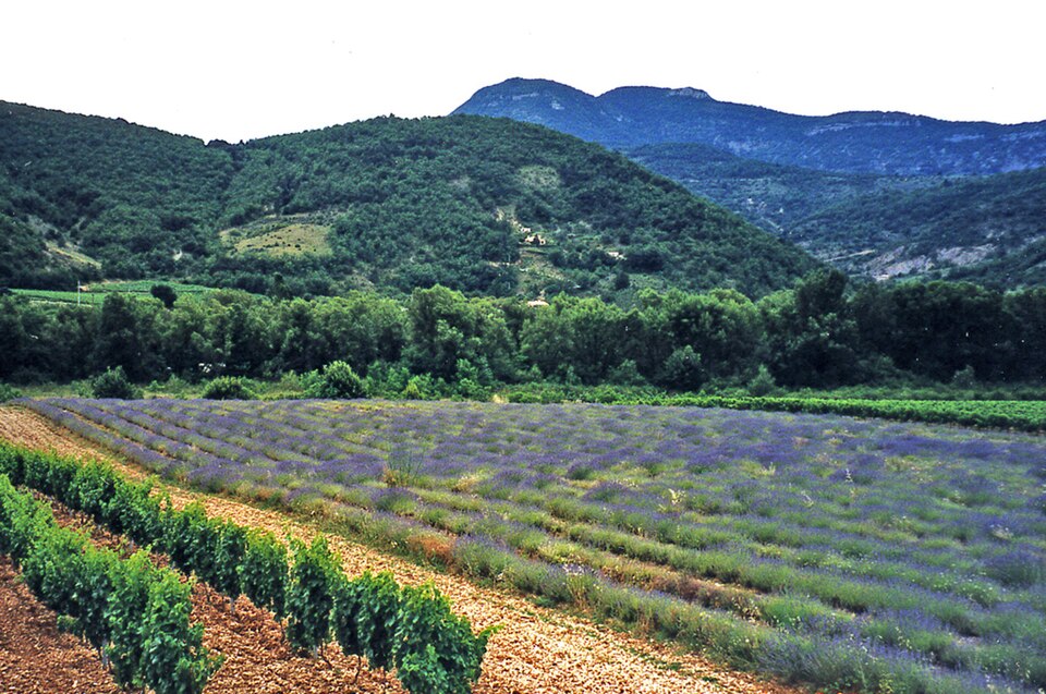 Provence Lavender - panoramio — Valensole, France