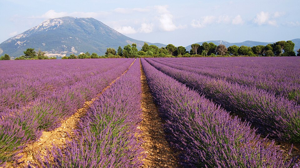 Lavender field - panoramio — Valensole, France