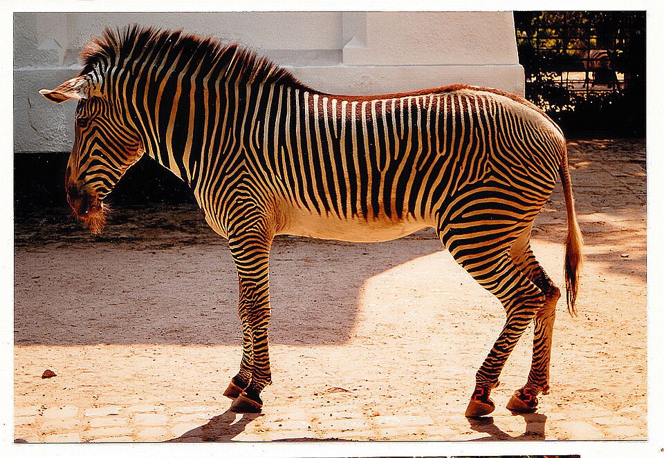 July Serengeti Grevy Zebra Zoologischer Garten Berlin - Wildlife and Zoo photography 1989  — Serengeti, Tanzania