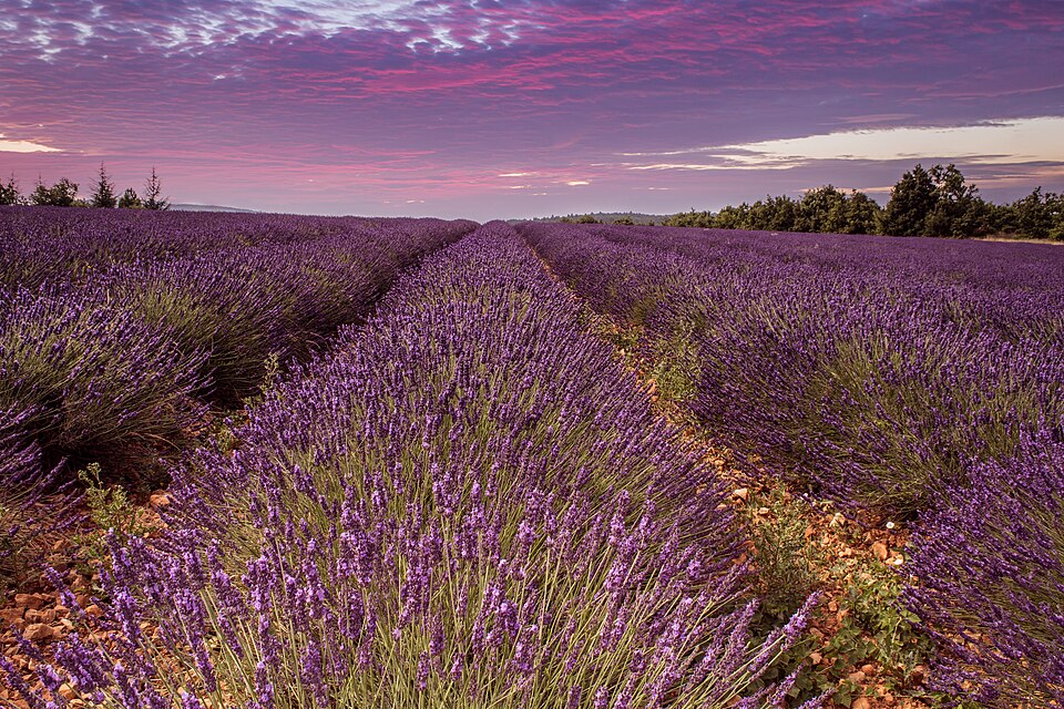Sunset in Provence (22343701493) — Valensole, France