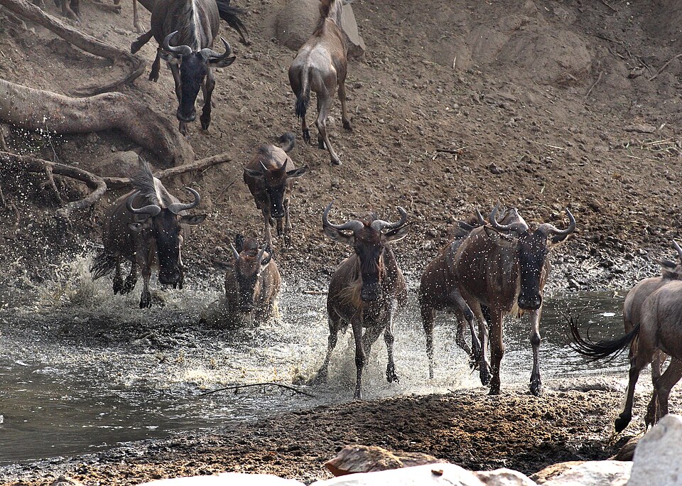 Serengeti wildebeest migration JF — Serengeti, Tanzania