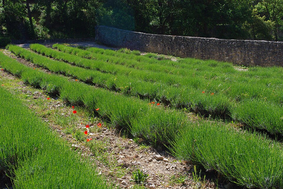 Lavender in Summer — Valensole, France
