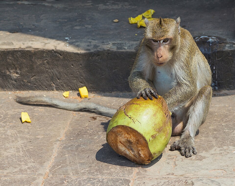 2016 Angkor, Angkor Wat, Grobla do Angkor Wat, Małpa (08) — Angkor, Cambodia