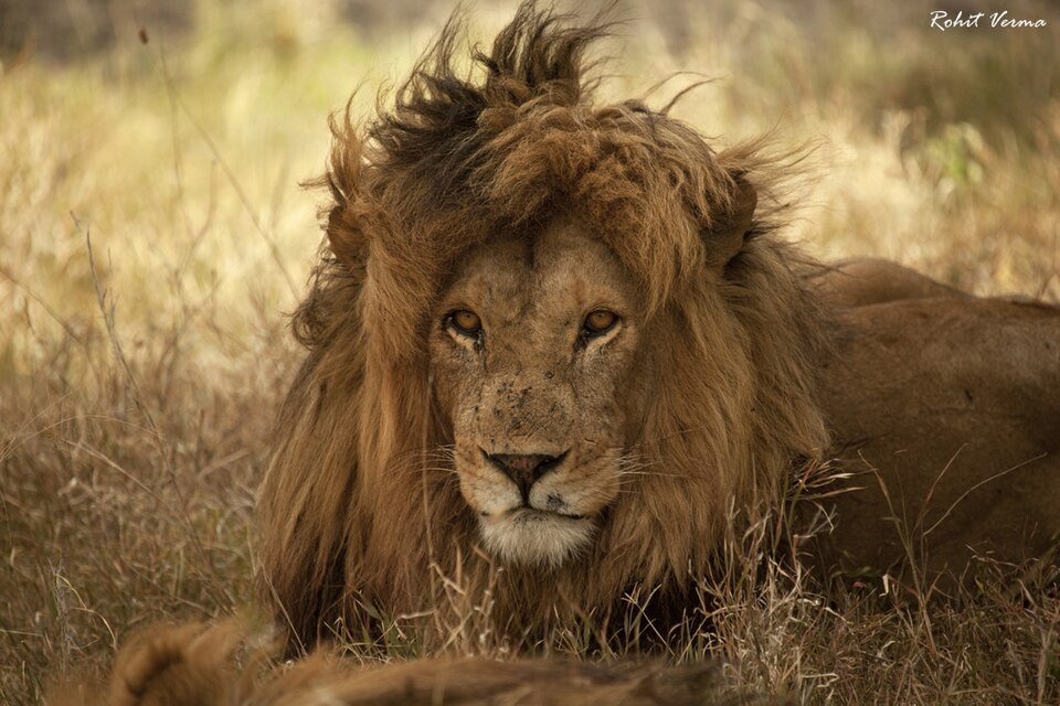 Picture Purrfect (4533177) — Serengeti, Tanzania