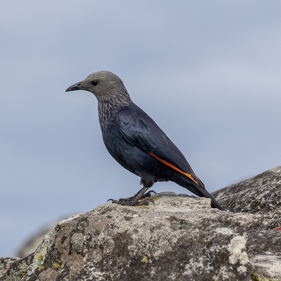 Table Mountain, Cape Town (MP) 2018 187 — Cape Town, South Africa