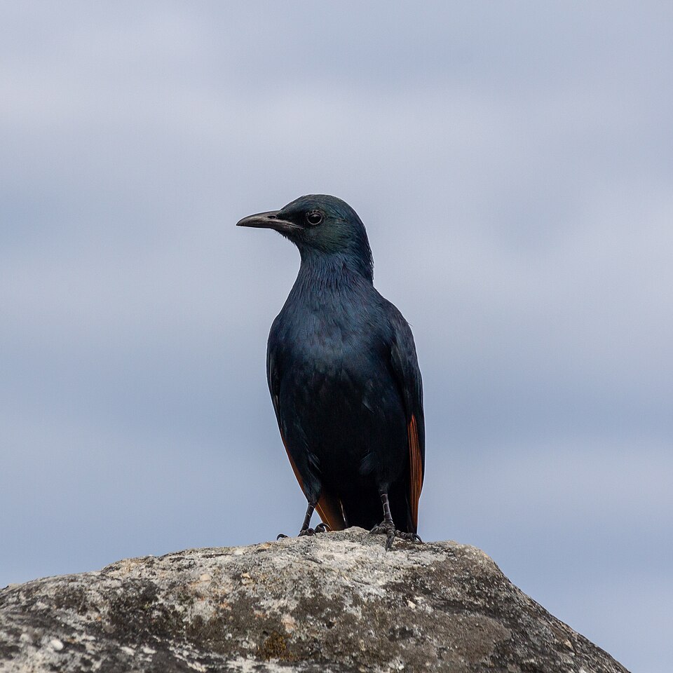 Table Mountain, Cape Town (MP) 2018 188 — Cape Town, South Africa