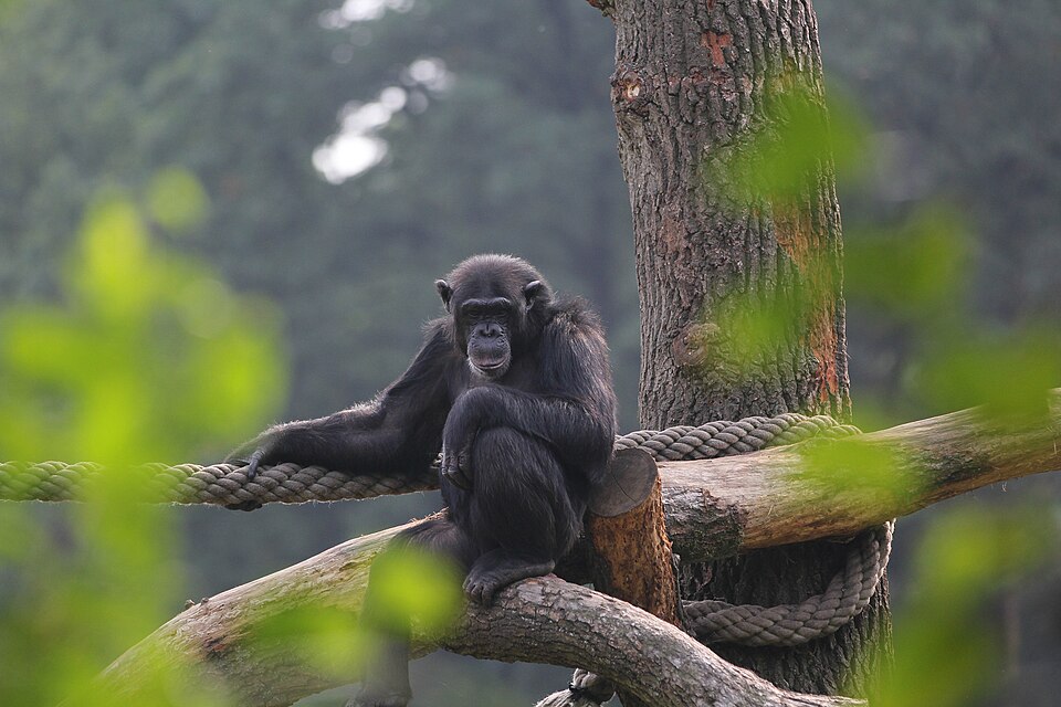 Chimp Serengeti Park 2015 (215379799) — Serengeti, Tanzania