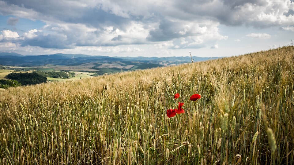 Tuscany In Red Volterra Pisa Landscape Photography (158074599) — Val d'Orcia, Italy