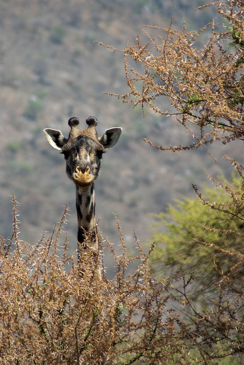 Massaï Giraffe (73168093) — Serengeti, Tanzania