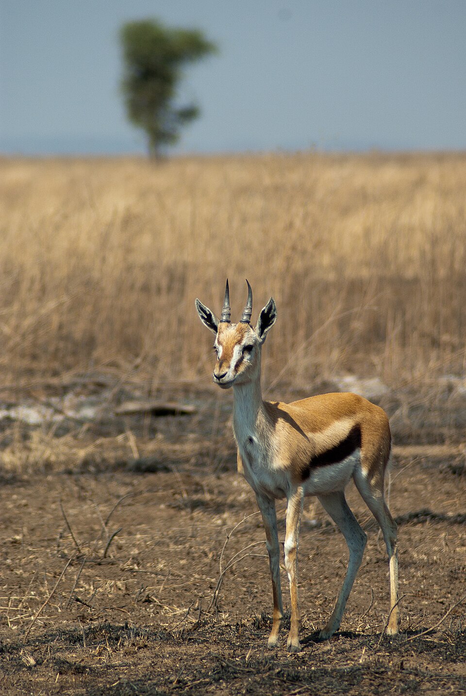 Thomson S Gazelle (73167823) — Serengeti, Tanzania