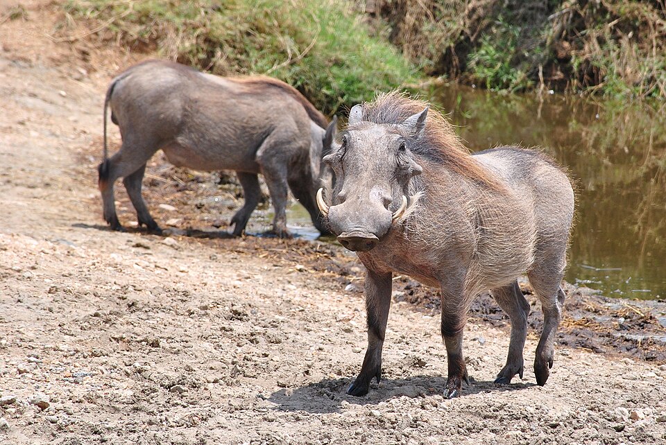 Warthog Serengeti — Serengeti, Tanzania