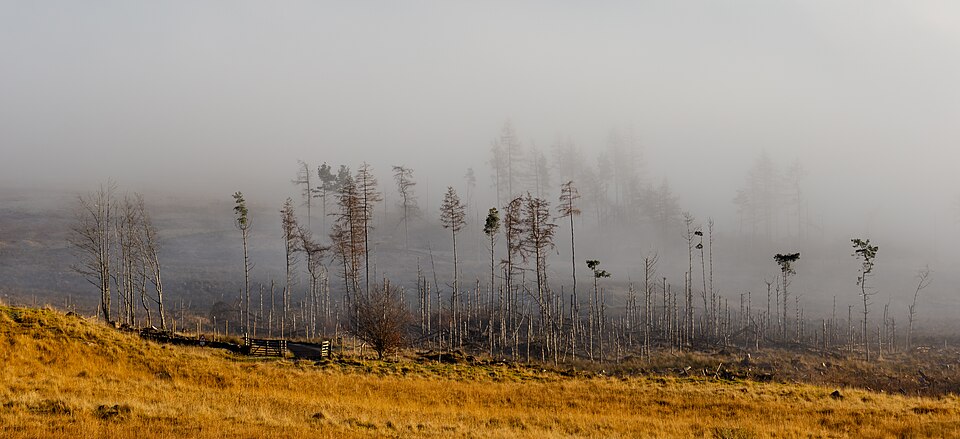 Trees in fog on the northern side of Loch Tay, Scottish Highlands, Scotland — Highlands, United Kingdom