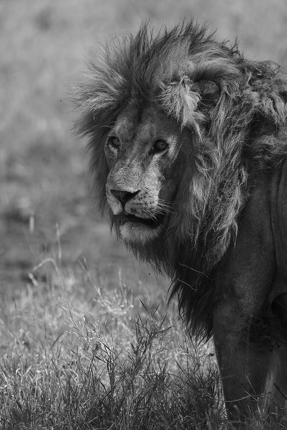 Looks Lion (108036021) — Serengeti, Tanzania