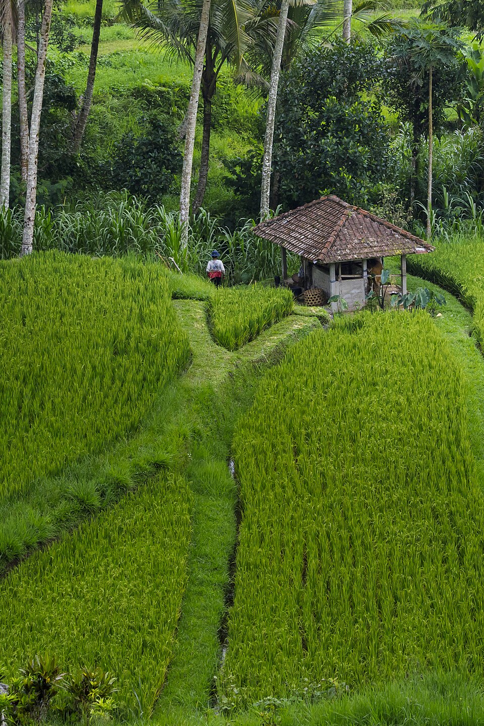 Rice terraces on Bali - Jatiluwih Rice Terraces - Indonesia 1 — Tegallalang, Indonesia