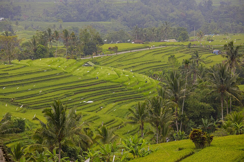 Rice terraces on Bali - Jatiluwih Rice Terraces - Indonesia 2 — Tegallalang, Indonesia