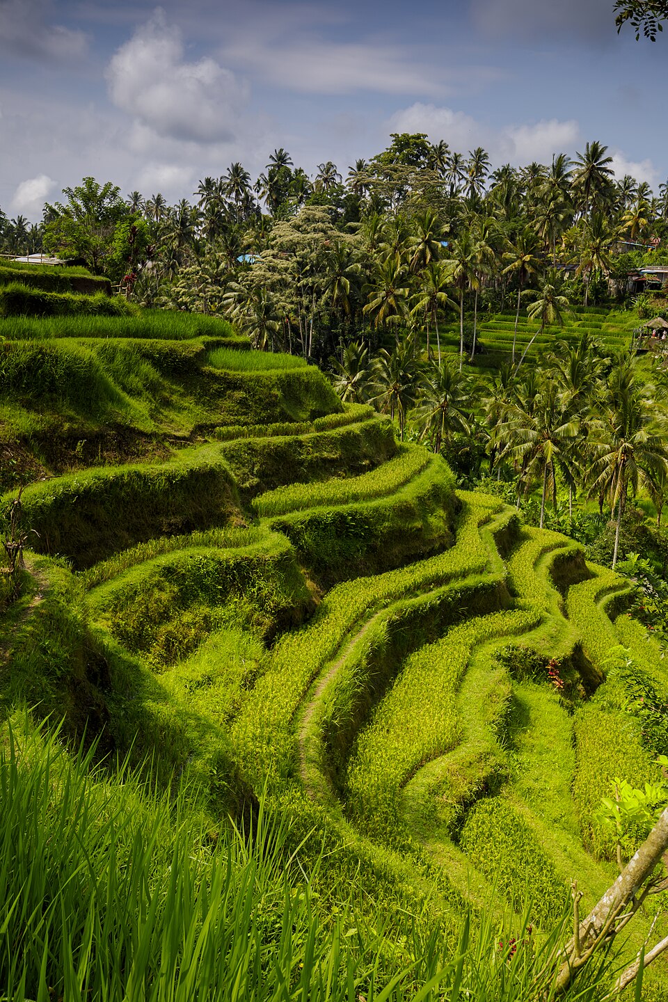 Rice terraces on Bali - Tegalalang Rice Terrace - Indonesia 04 — Tegallalang, Indonesia