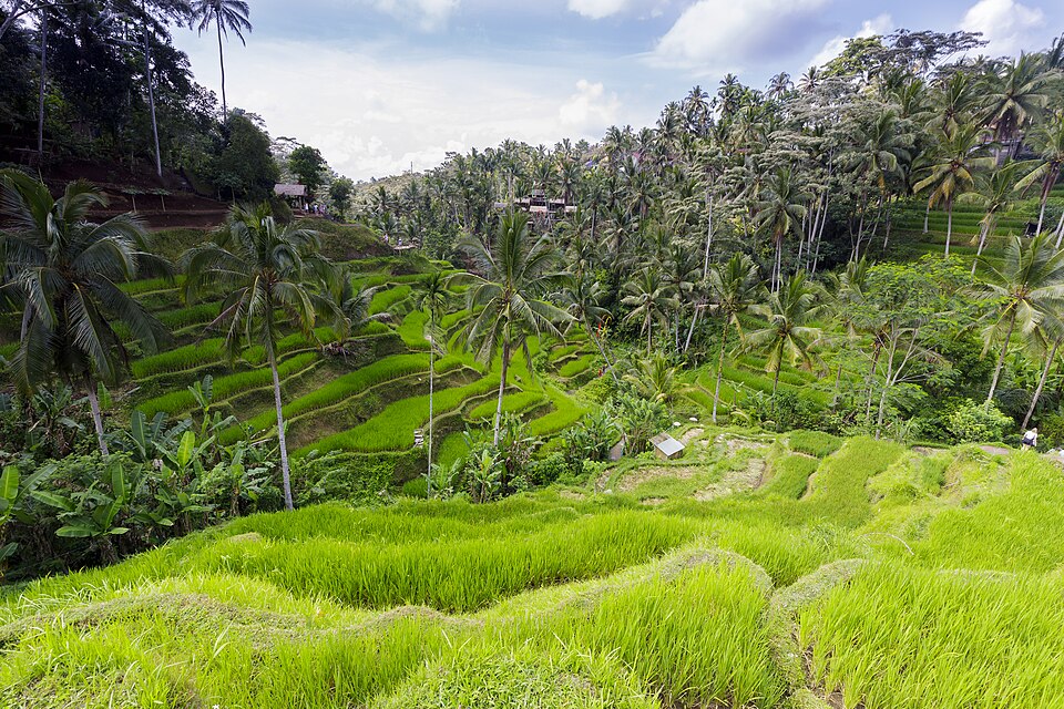 Rice terraces on Bali - Tegalalang Rice Terrace - Indonesia 05 — Tegallalang, Indonesia