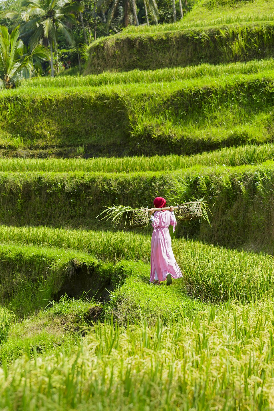 Rice terraces on Bali - Tegalalang Rice Terrace - Indonesia 06 — Tegallalang, Indonesia