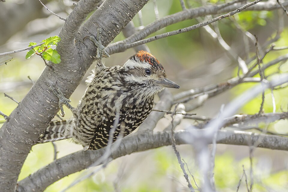 Striped woodpecker (Picoides lignarius) - Torres del Paine National Park 08 — Torres del Paine, Chile