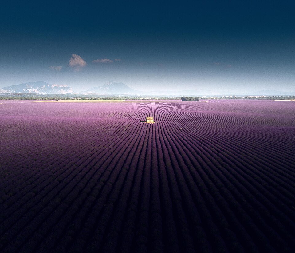 Lavender fields of Valensole, 2019 — Valensole, France