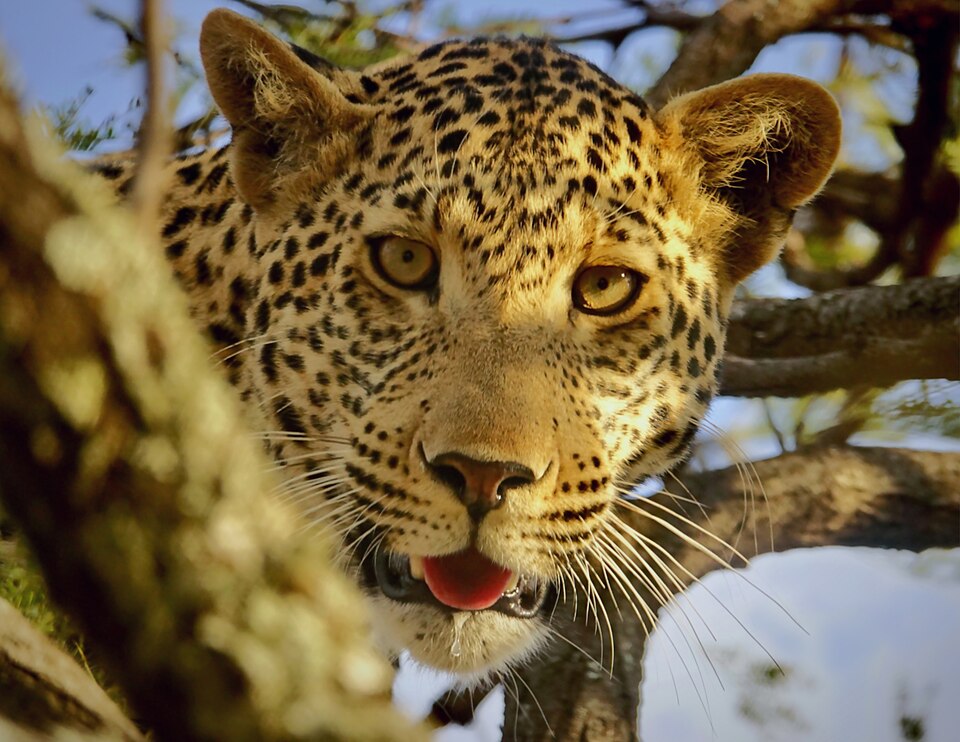 The Power of Eyes — Serengeti, Tanzania
