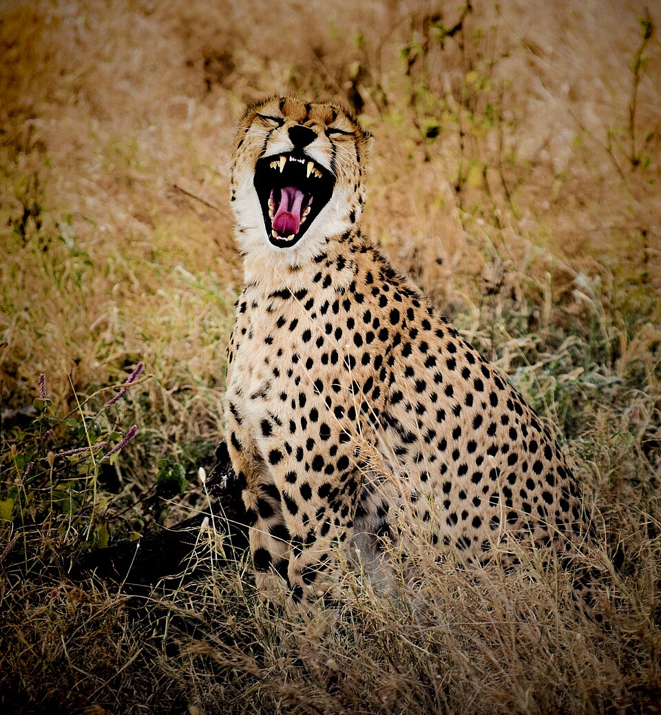 Cheetah in Serengeti National Park — Serengeti, Tanzania
