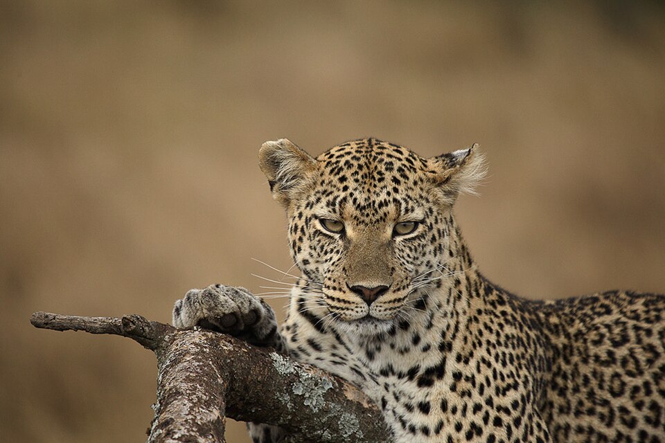 Leopard (96556197) — Serengeti, Tanzania
