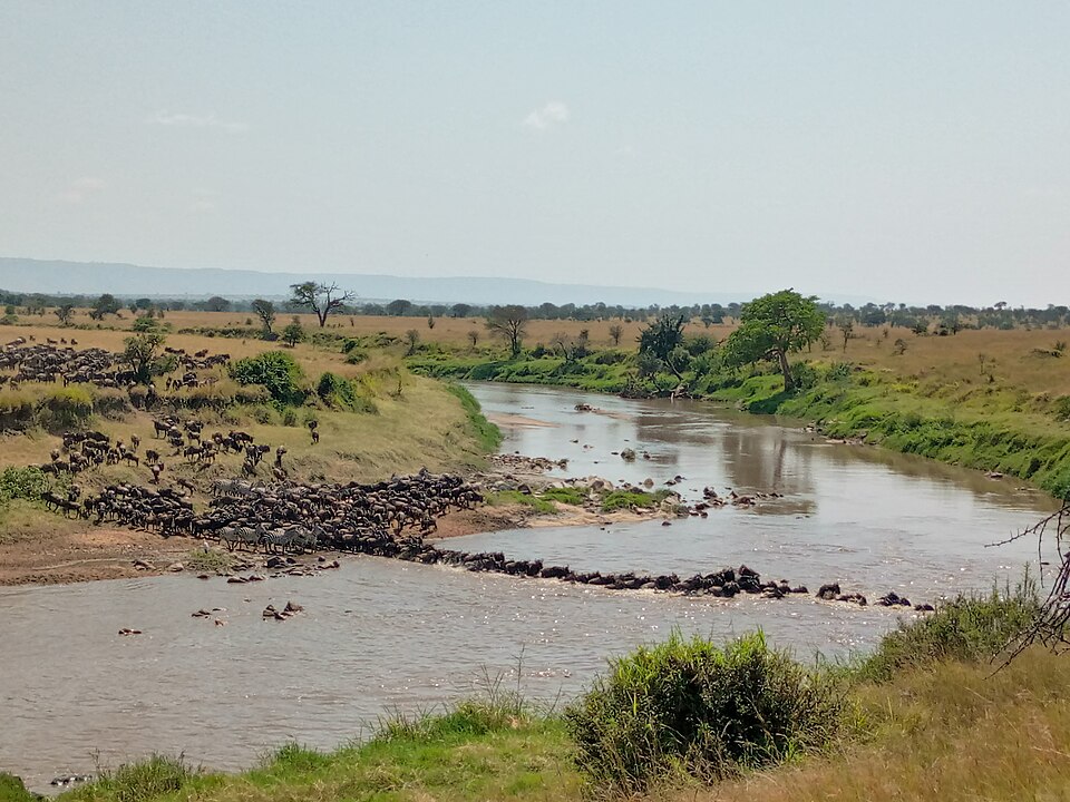 Great Migration in Kogatende, Serengeti by Tanzania GET Safaris — Serengeti, Tanzania