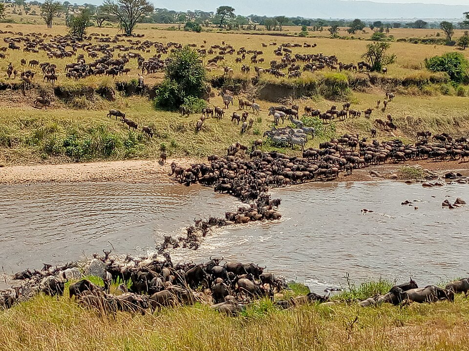 Great Migration in Mara River, Serengeti by Tanzania GET Safaris — Serengeti, Tanzania